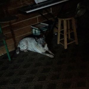 Meet your Posher, Bailey